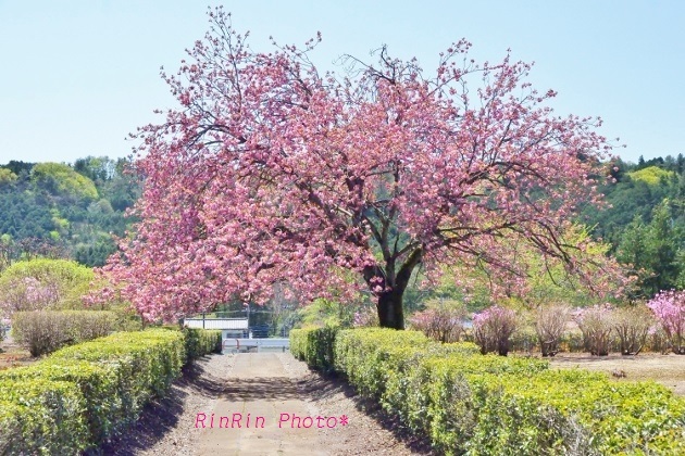 5月安楽寺の八重桜