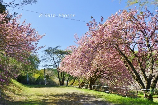 小岩井神社の八重桜とお青空
