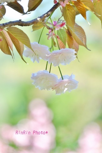 小岩井神社の白い八重桜