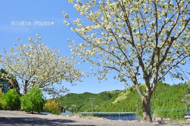 長泉寺の八重桜
