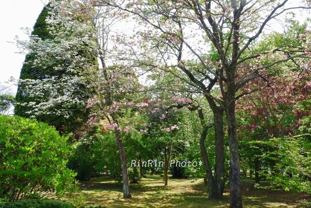 2020年４月廣渡寺の花水木