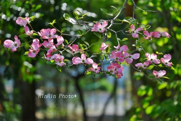 2020年４月廣渡寺のピンク花水木
