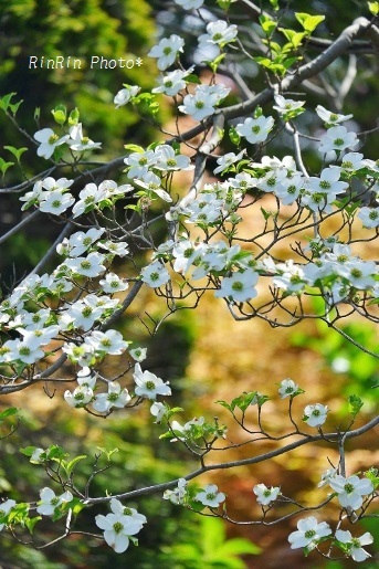 2020年４月廣渡寺の白い花水木