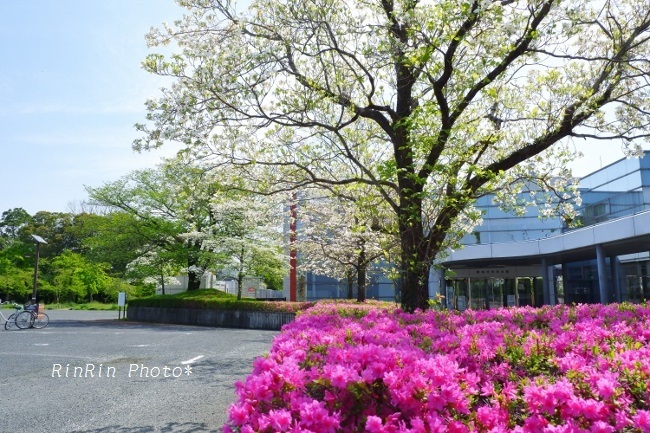 2020年4月市民会館のツツジと花水木