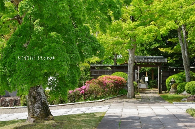 2020年4月能仁寺の新緑とくぐり戸