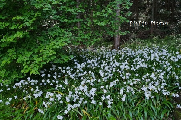 2020年5月八耳堂白いシャガの花