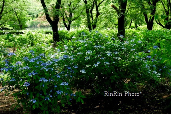 2020年６月智光山公園紫陽花の森