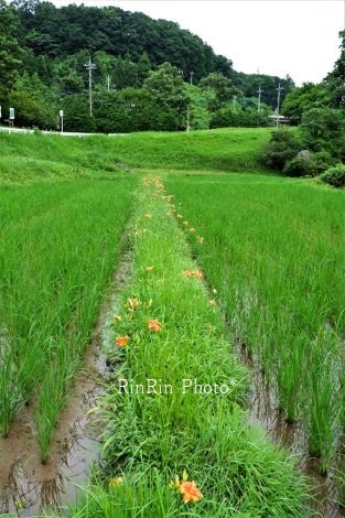 2020年７月横瀬町畔に咲くヤブカンゾウ花