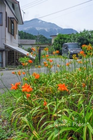 2020年７月横瀬町立話のヤブカンゾウ花