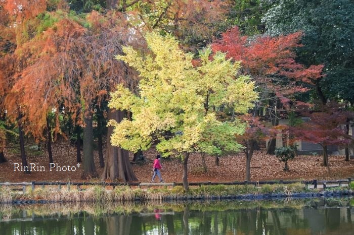 2020年11月石神井公園の黄色の木