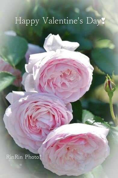 2020年５月永田薄ピンクのバラ