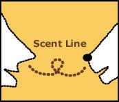 Scent Line（セントライン）