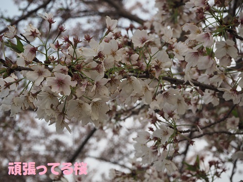 56桜