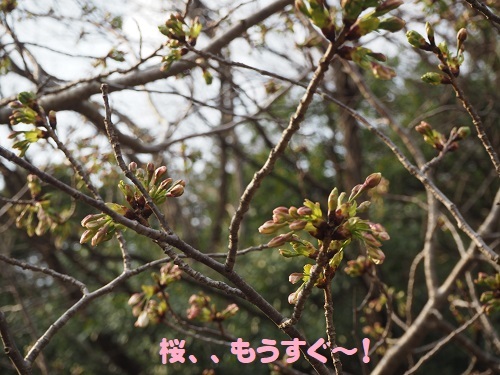 20桜