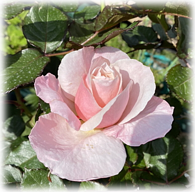 バラ オードリーヘップバーンが咲きました バラのパッカンは奥が深い 妖精のローズガーデン