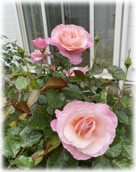妖精のローズガーデン バラ オードリーヘップバーンが咲きました バラのパッカンは奥が深い