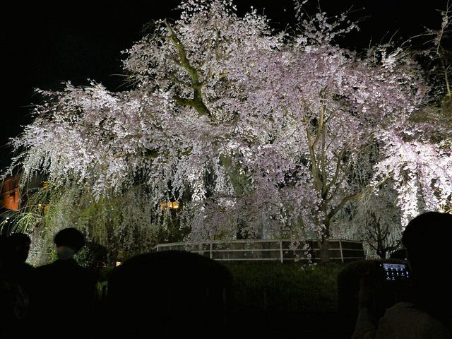 京都お花見ツアー3_2204(小）_007