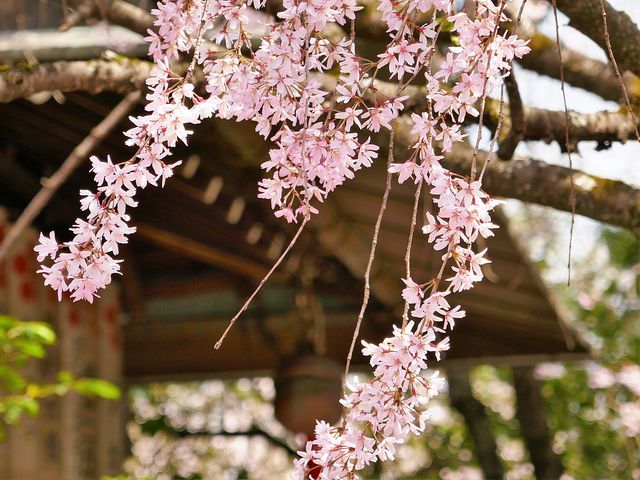 京都お花見11_2204(小）_004