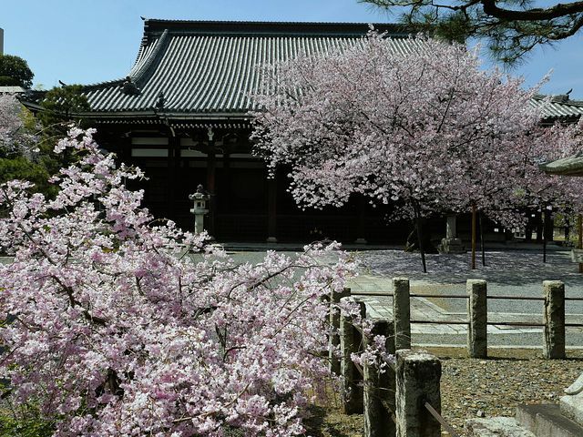 京都お花見11_2204(小）_007