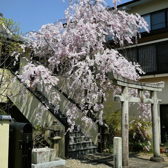 京都お花見11_2204(小）_013