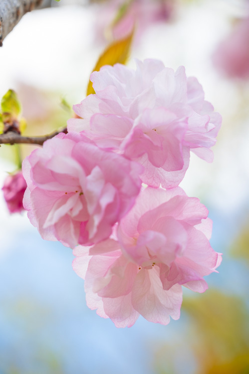 春 八重桜 ピンク