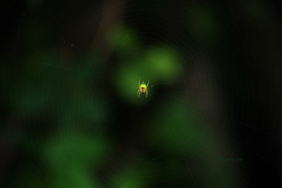 緑の蜘蛛2020 (2)