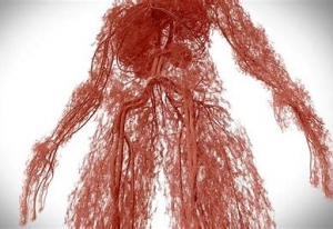 毛細血管　体