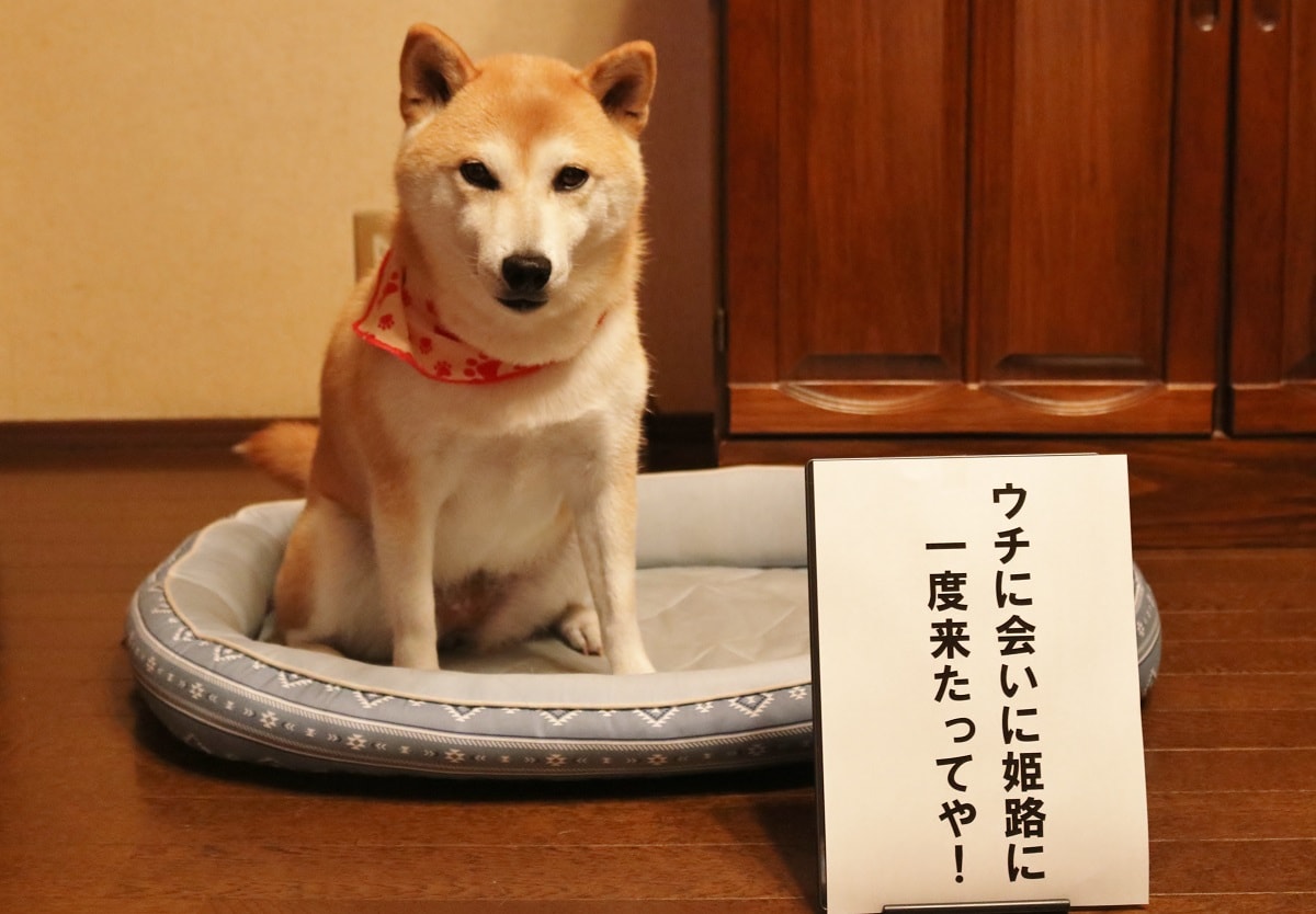 柴犬マイア 姫路市 犬連れで行ける観光地 マイア 柴犬ですが服着て悪い