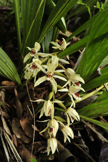blog (4x6@300) Yoko Borneo, Plants, Orchid_DSC0213-8.29.10.jpg