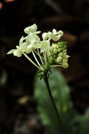 blog (4x6@300) Yoko Borneo, Plants, Calanthea Orchid_DSC0185-8.29.10.jpg