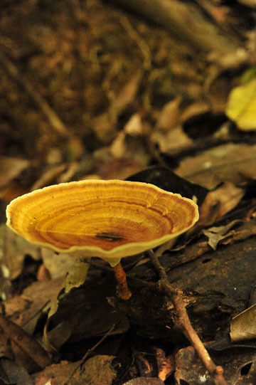 blog (4x6@300) Yoko Borneo, Fungus_DSC0141-8.29.10.jpg