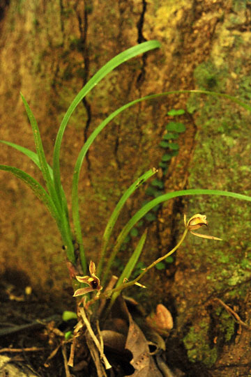 blog (4x6@300) Yoko Borneo, Plants, Orchid_DSC0129-8.29.10.jpg