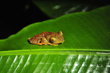 blog (6x4@300) Yoko Borneo, Harlequin Tree Frog 2_DSC0128-8.29.10.jpg